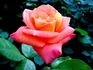 Court Jester rose photo