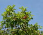 Kilwinning rose photo
