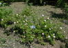 R. davurica rose photo