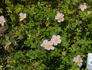 R. davurica rose photo