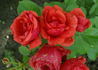 Morden Fireglow rose photo