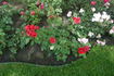 Morden Fireglow rose photo