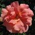 Thanksgiving rose photo