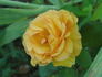 Carol Burnett ™ rose photo