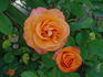 Tropical Amazone ™ rose photo
