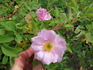 Mrs. Mina Lindell rose photo