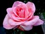 Summer Lady ® rose photo