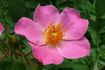 Kirsten Klein rose photo