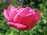 Charles de Legrady rose photo