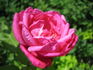 Charles de Legrady rose photo