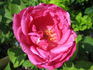 Charles de Legrady rose photo