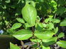 Charles de Legrady rose photo