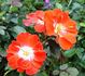 Buckwheat rose photo