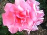 Smooth Lady rose photo
