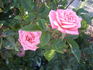 Giggles rose photo