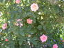 Giggles rose photo