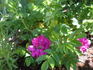 Rugosa Magnifica rose photo