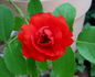 Esprit rose photo