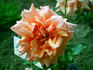 Jeanne Saultier rose photo