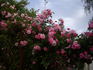 Fragezeichen rose photo