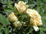 JoycieKordesii rose photo
