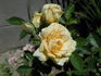 JoycieKordesii rose photo