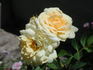 JoycieKordesii rose photo