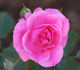 Royal Bonica rose photo