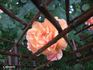 Caffeeteria rose photo