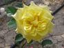 Cholena rose photo