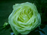 Edel rose photo