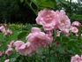Pozdrav z Pruhonic rose photo