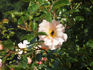 Dancing Butterflies rose photo