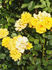 Climbing Goldmarie ® rose photo