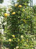 Climbing Goldmarie ® rose photo