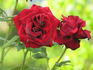Miss Schweiz rose photo