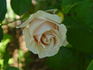 Medeo ™ rose photo
