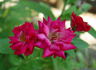 Ruby ™ rose photo