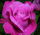 Deutsche Welle ® rose photo