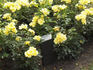 Loredo rose photo