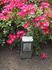 Marathon rose photo