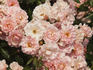 Rosario ® rose photo