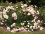 Rosario ® rose photo