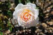 Elizabeth Harkness ® rose photo