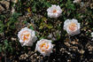 Elizabeth Harkness ® rose photo