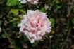 Jonkheer J. L. Mock, Cl. rose photo