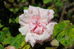 Jonkheer J. L. Mock, Cl. rose photo
