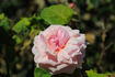 Jonkheer J. L. Mock, Cl. rose photo