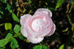 Princess of Wales rose photo