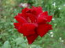 Ink Spots rose photo